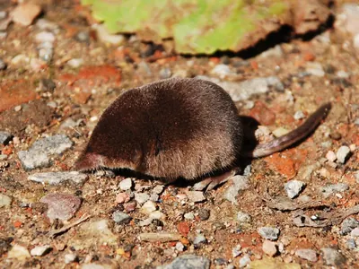 Pygmy shrew, lesser shrew