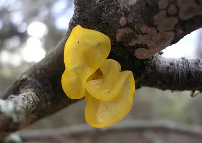 Tremella mesenterica