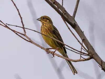 Cirl Bunting