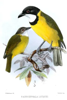 Melanesian Whistler