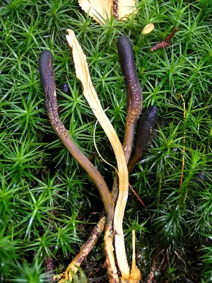 Tolypocladium ophioglossoides
