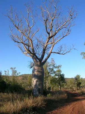 Boab