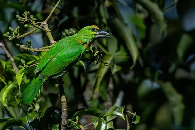 Flame-fronted barbet