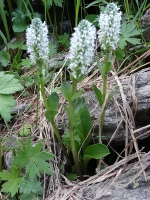 Lagotis uralensis