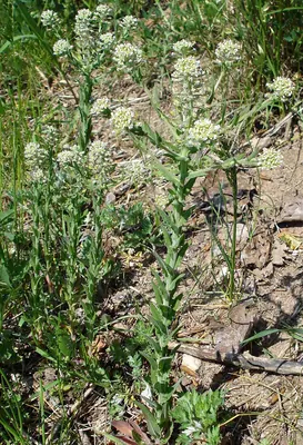 Field pepperweed