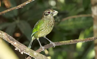 Spotted Catbird