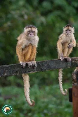 Spix's white-fronted capuchin