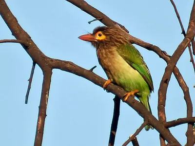 Brown-headed Barbet