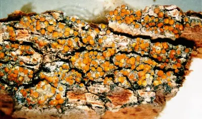 Cerothallia luteoalba