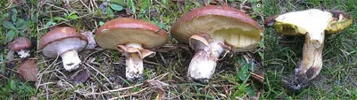 Slippery Jack