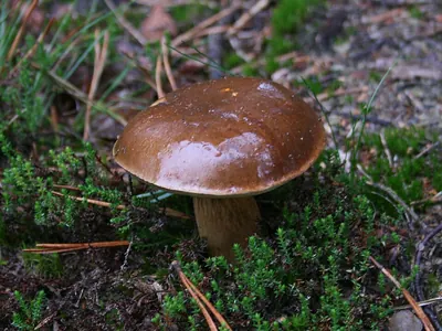 Imleria badia