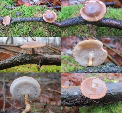Lentinus brumalis