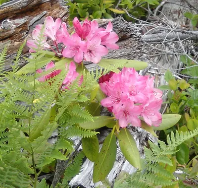 Pacific rhododendron