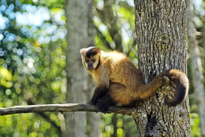 Hooded Capuchin