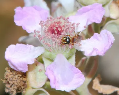 Holy bramble