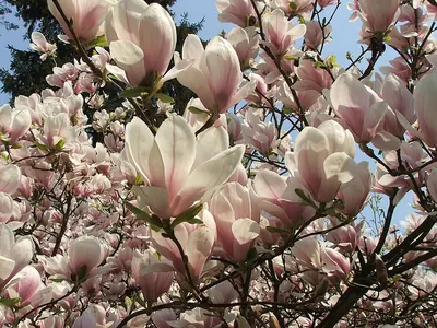 Saucer magnolia