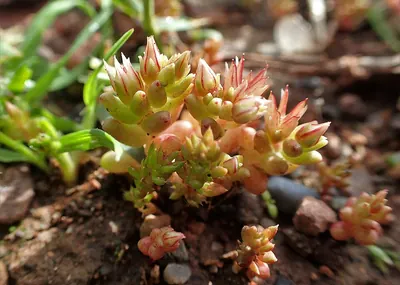 Sedum rubens