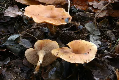 Paralepista flaccida