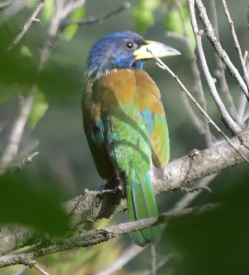 Great Barbet