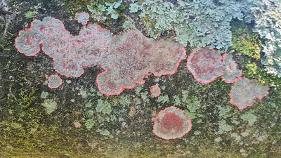 Herpothallon rubrocinctum