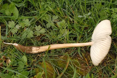 Hymenopellis radicata