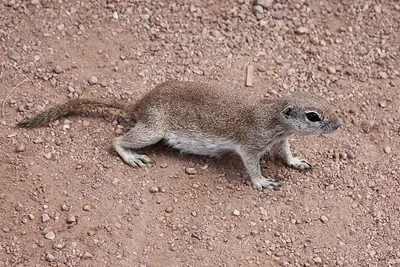 Round-tailed Ground Squirrel