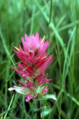 Splitleaf Indian paintbrush