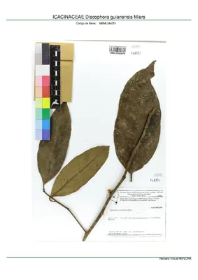 Discophora guianensis