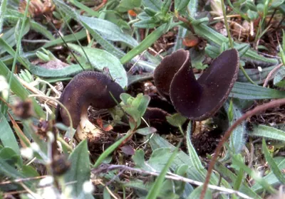 Paxina queletii