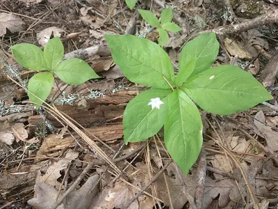 Lysimachia latifolia