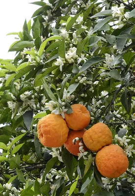 Sour orange