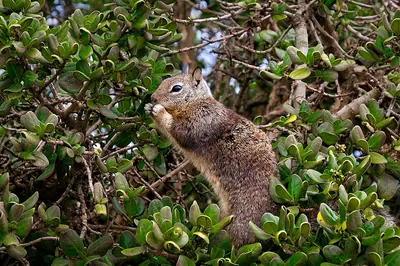 California Ground Squirrel