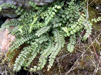 Maidenhair Spleenwort