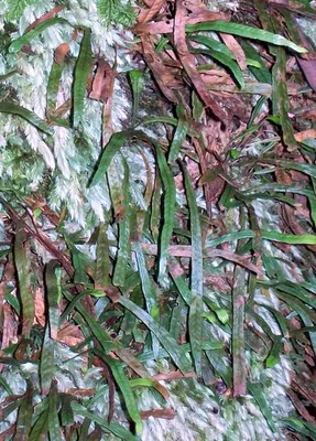 Notogrammitis billardierei