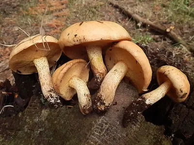 Suillus kaibabensis