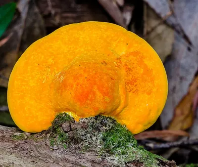 Trametes coccinea