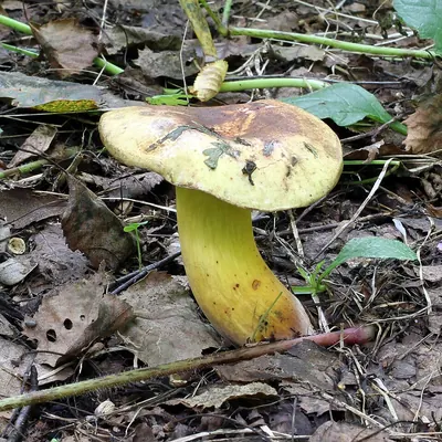 Cyanoboletus pulverulentus