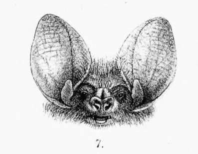 Nyctophilus corbeni