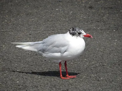 Mediterranean Gull