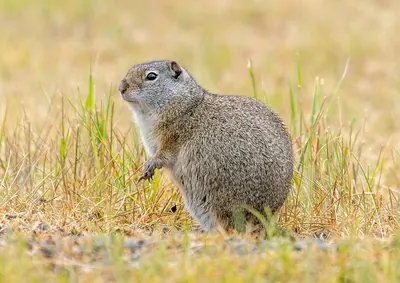 Uinita Ground Squirrel