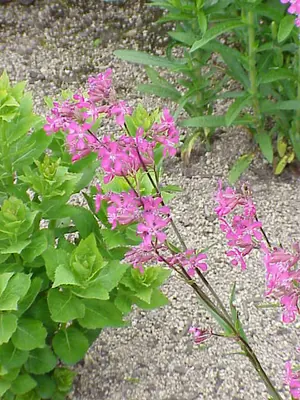 Clammy campion