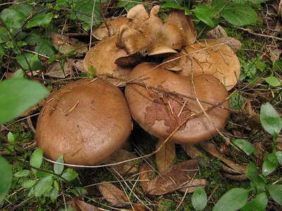 Cortinarius infractus