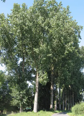 Hybrid Black Poplar