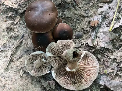 Cyclocybe erebia
