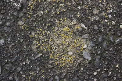 Gyalolechia flavovirescens