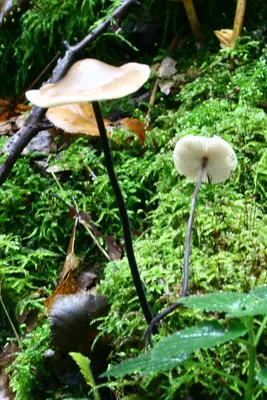 Mycetinis alliaceus