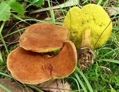 Aureoboletus innixus