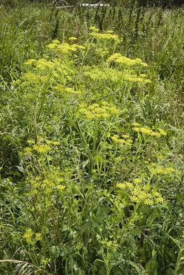 Wild Parsnip