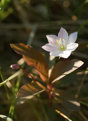 Chickweed-wintergreen