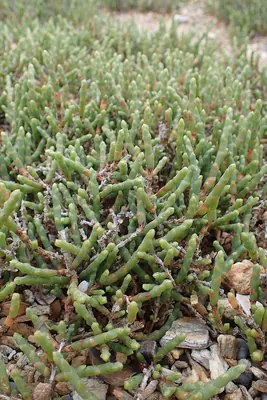 Salicornia quinqueflora